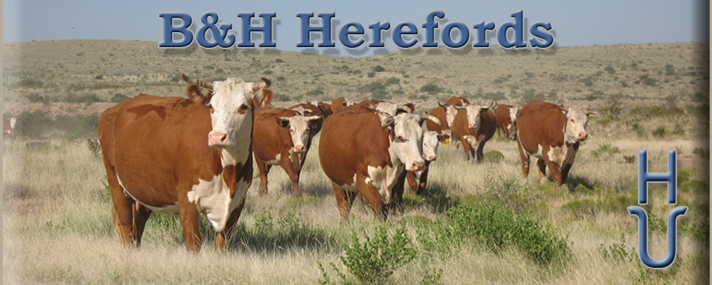 B&H Herefords